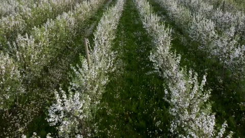 Aerial drone view of flowering tree in spring.  Blooming tree in orchard. Fruiz Stock Footage 153292444