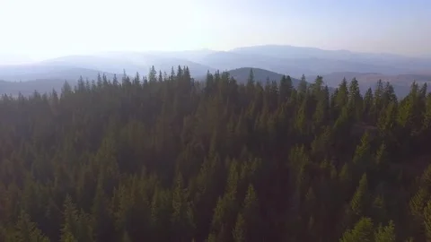 Aerial Drone View. Fly over autumn mountain  forest in sunrise soft light. Stock Footage 150622600