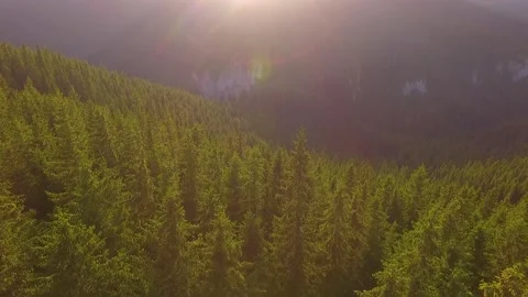 Aerial Drone View. Fly over autumn mountain  forest in sunrise soft light. Stock Footage 150679687