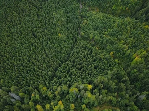 Aerial drone view: Flying above large mountain forest. Top view of green pines. Stock Footage 80461475