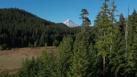 Aerial drone view flying at close proximity to trees and revealing the majestic Stock-Footage 200991359