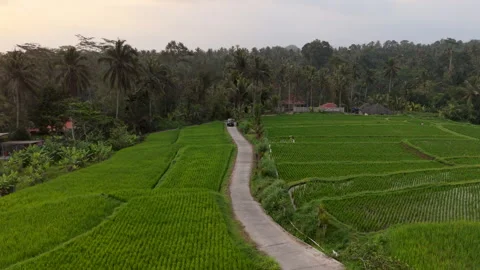 Aerial Drone View Flying Forward Over Black Car Driving on Road in Rice Fields Stock Footage 346195503