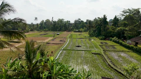 Aerial Drone View Flying Forward Low Over Green Rice Fields and Tropical Palms Stock Footage 346294294