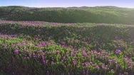 Aerial Drone View Flying Over Californian Flowers In Sand Dune In Point Reyes Stock Footage