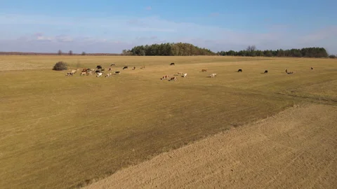 Aerial drone view flying over field and herd of grazing cows. Farm Agriculture Stock Footage 164690367