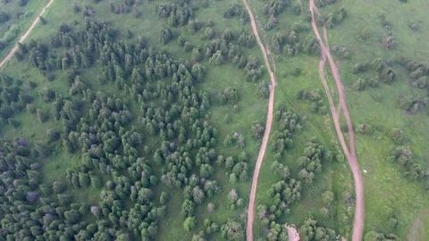 Aerial Drone View Flying Over Pine Forest On Mount Kopaonik in Serbia Video stock 168969370