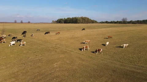 Aerial drone view flying over field and herd of grazing cows. Farm or Stock Footage 170298403