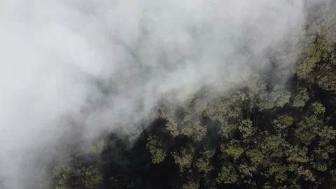 Aerial drone view flying over a forest with clouds Stock Footage 170904867