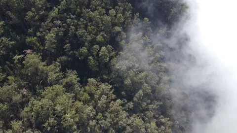 Aerial drone view flying over a forest with clouds. Relaxing and pensive feeling Stock Footage 171557960