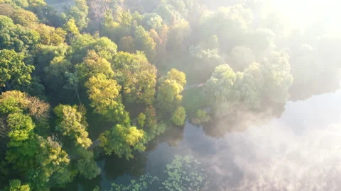 Aerial drone view flying over river with morning mist, trees yellow green leaves Stock Footage 206366910