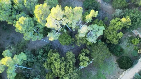 Aerial drone view, flying over the forest with green pine trees and bushes, 4K Stock Footage 267331589