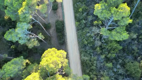 Aerial drone view, flying over the forest with green pine trees and bushes, 4K Stock Footage 267331591
