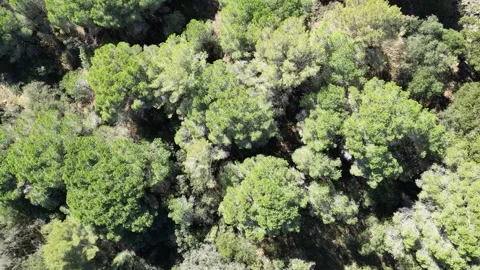 Aerial drone view, flying over the forest with green pine trees, 4K Stock Footage 274524164
