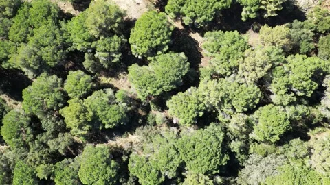 Aerial drone view, flying over the forest with green pine trees, 4K Stock Footage 274524249