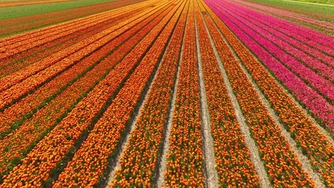 Aerial drone view flying over beautiful colored tulip field in Netherlands Stock Footage 274818588