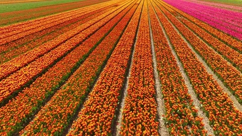 Aerial drone view flying over beautiful colored tulip field in Netherlands Stock Footage 276236013