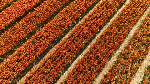 Aerial drone view flying over beautiful colored tulip field in Netherlands Stock Footage 277433048