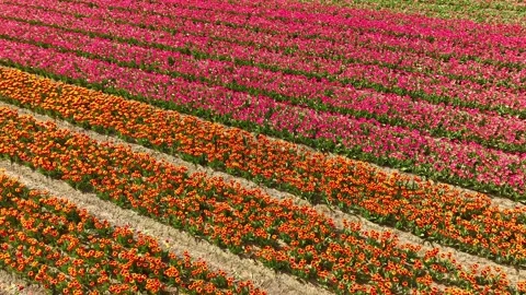 Aerial drone view flying over beautiful colored tulip field in Netherlands Stock Footage 295748535