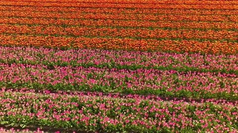 Aerial drone view flying over beautiful colored tulip field in Netherlands Stock Footage 296062123