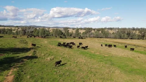 Aerial Drone View Flying Over to a Field of Wagyu Cows 스톡 동영상 304853480