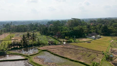 Aerial Drone View Flying Over Flooded Rice Fields and Villa house Stock Footage 346294343