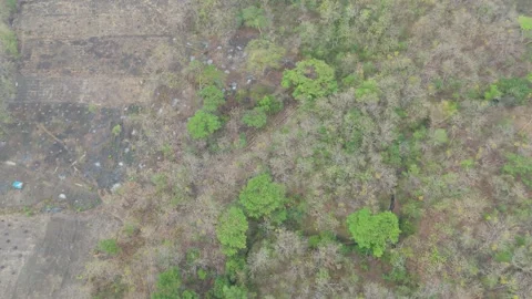 Aerial drone view flying over a vast dry teak forest 库存影片 347563232