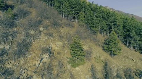 Aerial Drone View Flying Up Pine Forest Above Mountain With Rock Stock-Footage 111821963