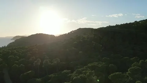 Aerial drone view, flying to the sea over the forest with green pine trees, 4K Stock Footage 267331453