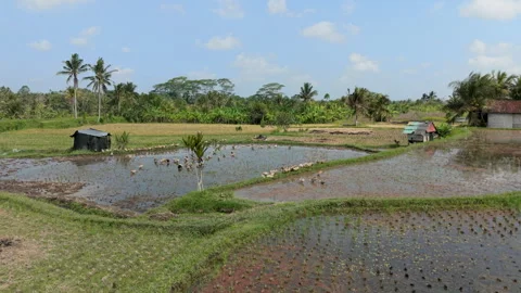 Aerial Drone View Flying Slow Forward Over Ducks Swimming in Flooded Rice Paddy Stock Footage 346197449