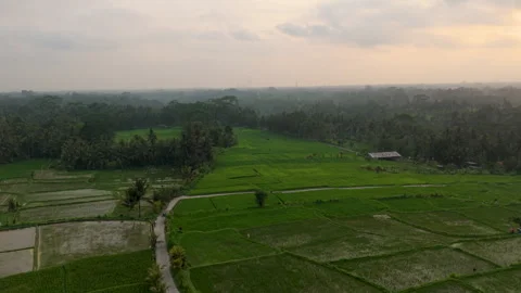 Aerial Drone View Flying Slow Forward Over Rice Fields at Sunset in Bali Stock Footage 346294341
