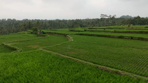 Aerial Drone View Flying Slow Forward Over Vibrant Green Rice Terraces in Bali Stock Footage 346294378
