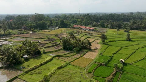 Aerial Drone View Flying Slow Forward Over Terraced Rice Paddies Rural area Stock Footage 346294455