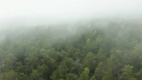 Aerial drone view of forest covered in mist &amp; fog Stock Footage 131531333