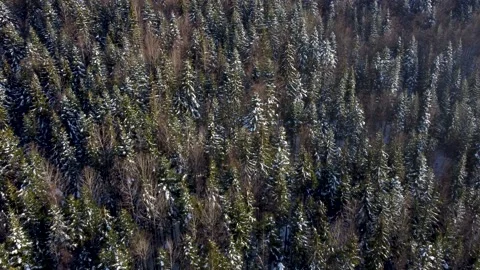 Aerial drone view of forest at evening. Green trees on mountains Stock Footage 151931240
