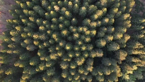 Aerial drone view of a forest with evergreen trees and surrounding agricultural Stock Footage 343538826