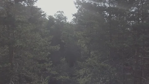 Aerial drone view on a forest Video stock 100606134