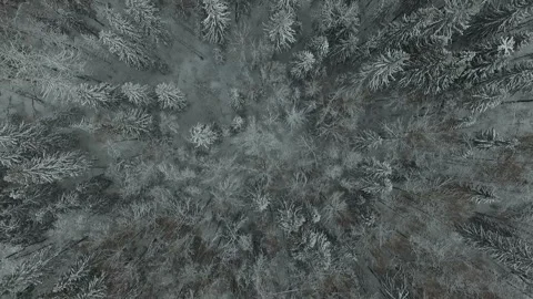 Aerial drone view of forest in idyllic winter landscape Stock Footage 100166387
