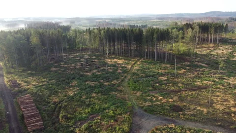 Aerial drone view of forest landscape Stock Footage 260299700