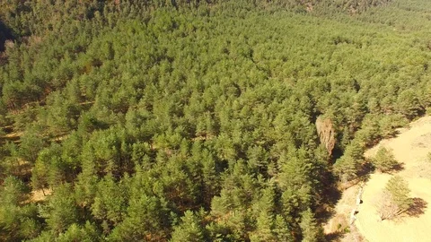 Aerial drone view. Forest with long pine and oak extensions. Stock Footage 88815342