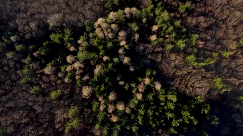 Aerial drone view of forest with no leaves on trees. Woodland Stock Footage 149012227