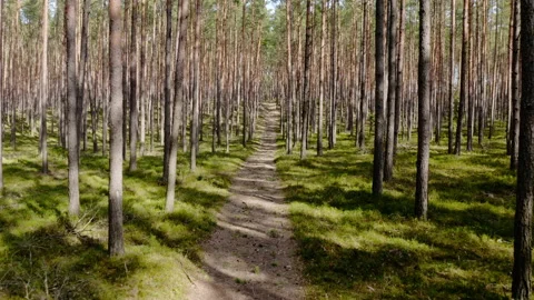 Aerial drone view of forest road path trail Stock Footage 174751137