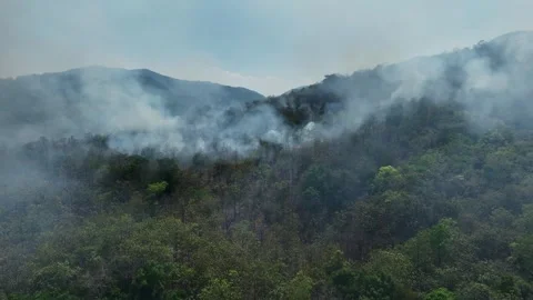 Aerial drone view of forest wildfire. Stock-Footage 334314743