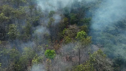 Aerial drone view of forest wildfire. Video stock 334314746