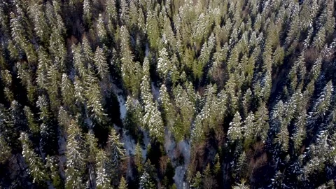 Aerial drone view of forest on winter on cold day. Green trees covered with snow Stock Footage 151928021