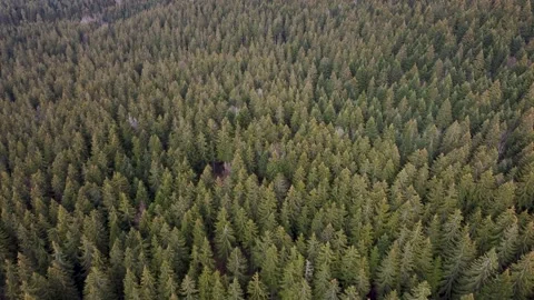 Aerial drone view of forest on winter.  Woodland. Landscape of forest Stock-Footage 152852401