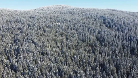 Aerial drone view of forest in winter. Green trees covered with a snow Stock Footage 167867098