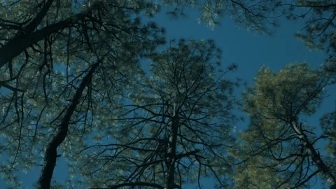 Aerial drone view of forests and cliffs at Theodor Roosevelt lake overlook in Video stock 143192161