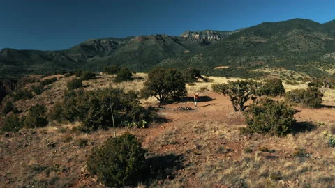 Aerial drone view of forests and cliffs at Theodor Roosevelt lake overlook in Video stock 143199510
