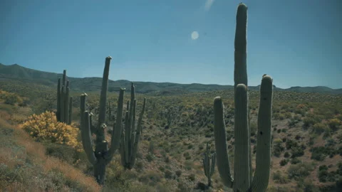 Aerial drone view of forests and cliffs at Theodor Roosevelt lake overlook in Stock-Footage 144032227
