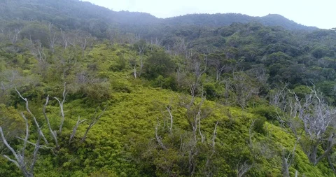 Aerial drone view of forests surrounding the areas, hawaii Stock Footage 135264770